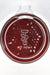 TAG - 16" Bent Neck Double Honeycomb w/ Spinning Splash Guard (18MM Female) - Olde Smoke Shop